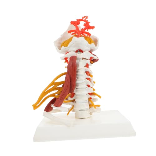 ELAYARD Medizinisches Zervix Wirbelsäulenmodell Anatomisches Halswirbel Modell Für Lehrzwecke Tragbar Detailgetreu Für Medizinstudenten Lehrende ELAYARD Medizinisches Zervix Wirbelsäulenmodell Anatomisches Halswirbel Modell Für Lehrzwecke Tragbar Detailgetreu Für Medizinstudenten Lehrende von ELAYARD