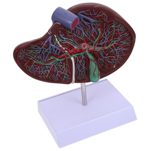 ELAYARD Realistisches Lebermodell aus Kunststoff Anatomisches Medizinisches Lehrmodell mit Gallenblase Langlebig und Umweltfreundlich für Schulunterricht und Medizinische Ausbildung von ELAYARD