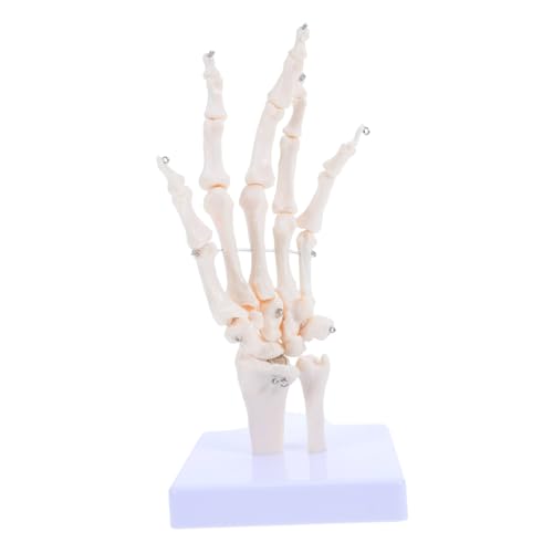 ELAYARD Skelettmodellknochen Lernwerkzeuge Anatomieknochen Zum Lernen Knochenmodell Handgelenkmodell Anatomieanzeige Anatomiemodelle Handmodell Handknochen Lehrmodell Lernmodell Pvc Weiß ELAYARD Skelettmodellknochen Lernwerkzeuge Anatomieknochen Zum Lernen Knochenmodell Handgelenkmodell Anatomieanzeige Anatomiemodelle Handmodell Handknochen Lehrmodell Lernmodell Pvc Weiß von ELAYARD
