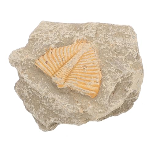 ELAYARD Trilobiten Modell Naturgetreue Nachbildung Antiker Kreaturen Kinderspielzeug für Paläontologie Interessen Zufällige Form zum Lernen ELAYARD Trilobiten Modell Naturgetreue Nachbildung Antiker Kreaturen Kinderspielzeug für Paläontologie Interessen Zufällige Form zum Lernen von ELAYARD