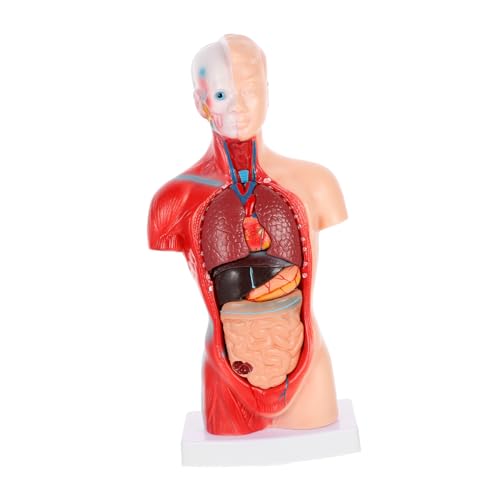 ERINGOGO 1Satz Anatomisches Herzmodell für Medizinische Ausbildung Demonstrationsmodell Menschlichen für Unterricht Krankenhäusern Lehrmittel ERINGOGO 1Satz Anatomisches Herzmodell für Medizinische Ausbildung Demonstrationsmodell Menschlichen für Unterricht Krankenhäusern Lehrmittel von ERINGOGO