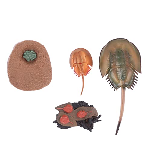 ERINGOGO 1satz Horseshoe Crab Evolution Model Realistisches Tiermodell Für Junge Mädchen Lernspielzeug Naturwissenschaften Dekoration Für Schreibtisch Und Bildungsspielzeug von ERINGOGO