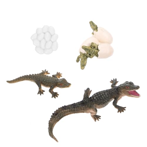 ERINGOGO Lebenszyklus Modell Eines Alligators Mit Figuren Für Frühe Bildung Kreatives Spiel Und Naturentdeckung Pädagogisches Spielzeug Für Dekoration ERINGOGO Lebenszyklus Modell Eines Alligators Mit Figuren Für Frühe Bildung Kreatives Spiel Und Naturentdeckung Pädagogisches Spielzeug Für Dekoration von ERINGOGO