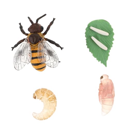 ERINGOGO 1Satz Pädagogisches Honigbienen Wachstumszyklus Modell Für Kognitive Lernspielzeuge Realistisches Bienenmodell Für Schulunterricht Und Kindliche Entwicklung Für Kreative ERINGOGO 1Satz Pädagogisches Honigbienen Wachstumszyklus Modell Für Kognitive Lernspielzeuge Realistisches Bienenmodell Für Schulunterricht Und Kindliche Entwicklung Für Kreative von ERINGOGO