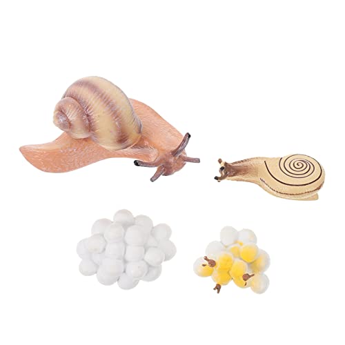 ERINGOGO 1satz Lernspielzeug Simulationsmodell Der Schneckenentwicklung Kognitive Spielzeuge Für Junge Mädchen Naturkenntnis Und Kreativen Spielzeit ERINGOGO 1satz Lernspielzeug Simulationsmodell Der Schneckenentwicklung Kognitive Spielzeuge Für Junge Mädchen Naturkenntnis Und Kreativen Spielzeit von ERINGOGO