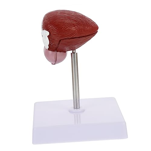 ERINGOGO 1Stück Anatomisches Blasenmodell aus Lehrhilfe für Physiologie für Medizinische Institutionen Tragbar Langlebig von ERINGOGO