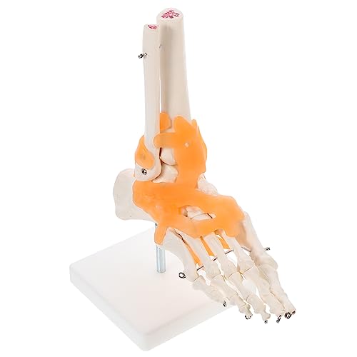 ERINGOGO 1Stück Bändern Anatomisches Fußskelettmodell Basis für Medizinische Lehrmittel für Studien Unterrichtshilfen Langlebig ERINGOGO 1Stück Bändern Anatomisches Fußskelettmodell Basis für Medizinische Lehrmittel für Studien Unterrichtshilfen Langlebig von ERINGOGO