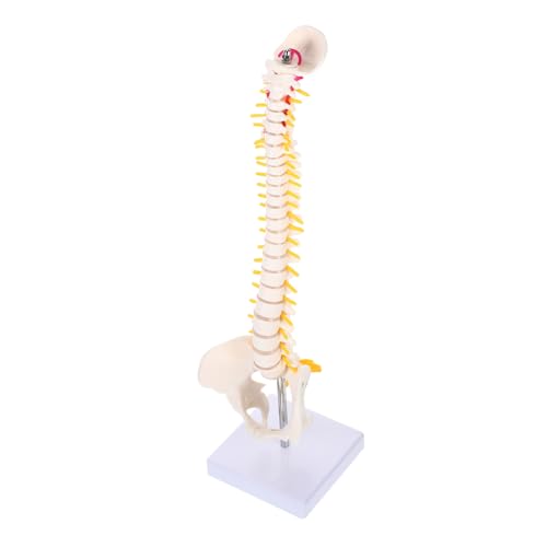 ERINGOGO 1Stück Flexibles Wirbelsäulenmodell Anatomisches Trainingsmodell für Medizinische Ausbildung mit Wirbeln Bandscheiben für Ärzte Studenten Langlebig Waschbar ERINGOGO 1Stück Flexibles Wirbelsäulenmodell Anatomisches Trainingsmodell für Medizinische Ausbildung mit Wirbeln Bandscheiben für Ärzte Studenten Langlebig Waschbar von ERINGOGO