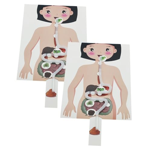 ERINGOGO 2 Sätze DIY Modell Menschlicher Verdauungstrakt Teiliges Pädagogisches Wissenschaftsspielzeug für Fördert Kritisches Motorik und Interesse für Biologische Experimente von ERINGOGO