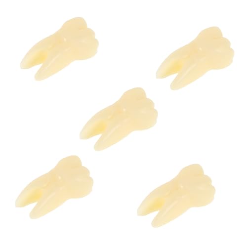 ERINGOGO 5St Zahnmodell Zahnspielzeug Zahnmedizinisches Zahnkunde Zahnmedizinisches Lernspielzeug Zahnarztspielzeug Stützzähne Zahnersatzzähne lebendige Zähne Harz Beige von ERINGOGO