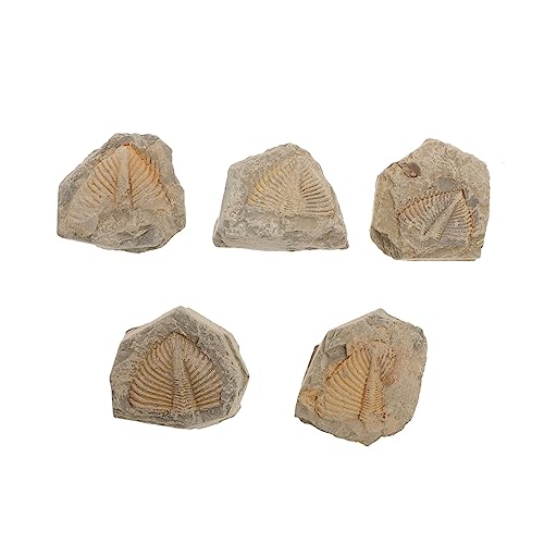ERINGOGO 5Stücke Teiliges Trilobiten Modellset Simulation Von Fossilien Für Sammler Lernspielzeug Kreativität Wissenschaftsbildung von ERINGOGO