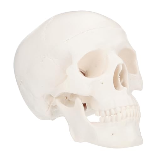 ERINGOGO Abnehmbar Anatomisches Schädel Modell für Kunstmalerei Medizinische Lehre Lernspielzeug ERINGOGO Abnehmbar Anatomisches Schädel Modell für Kunstmalerei Medizinische Lehre Lernspielzeug von ERINGOGO