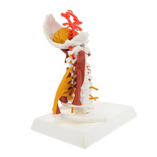ERINGOGO Anatomisches Halswirbelsäulenmodell Medizinstudium Mit Muskeln Nerven Realistisches Modell Zur Patientenaufklärung Für Ärzte Studenten Langlebig Anschaulich von ERINGOGO