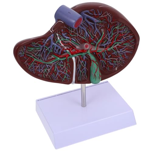 ERINGOGO Anatomisches Modell Der Leber Lehre -lebermodell Menschliche Anatomie Modell Der Leberanatomie Anatomisches Lebermodell Studie Medizinisches Lebermodell Plastik von ERINGOGO