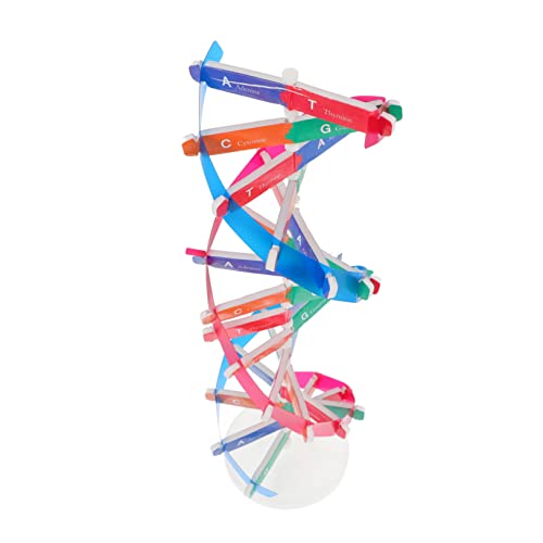 ERINGOGO Doppelhelix DNA Modell Wissenschaftliches Lernspielzeug Für Biologieunterricht Pädagogisches Zur Menschlichen DNA Experimentierkasten Für Zuhause von ERINGOGO