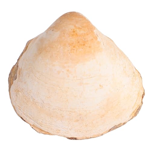 ERINGOGO Fossiles Muschelmodell als Naturgetreues Lehrmittel und Dekoratives Tischornament für Klassenzimmer Einzigartiges Paleontologisches Anschauungsobjekt zur Wissensförderung und ERINGOGO Fossiles Muschelmodell als Naturgetreues Lehrmittel und Dekoratives Tischornament für Klassenzimmer Einzigartiges Paleontologisches Anschauungsobjekt zur Wissensförderung und von ERINGOGO