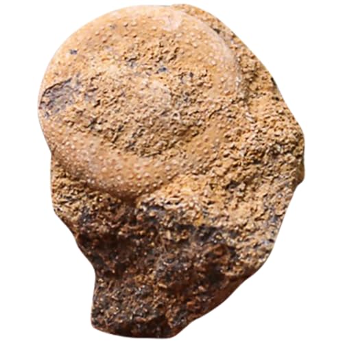 ERINGOGO Fossiles Seeigel Desktop ornament Paläontologisches Modell Glatte Oberfläche Pädagogisch für Wissenschaftliche Sammlung und Wohnungsdekoration von ERINGOGO