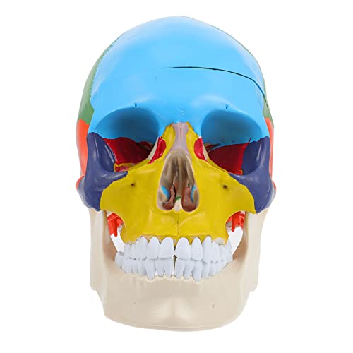 ERINGOGO Lehrmodell Menschlicher Schädel Anatomisches Schädelskelett Modell Für Medizinische Ausbildung Gefälschtes Schädelkopfmodell Detailgetreue Anatomische Darstellung von ERINGOGO