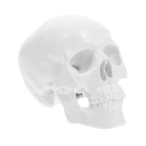 ERINGOGO Mini Anatomisches Schädelmodell mit Abnehmbaren Kappen und Beweglichem Realistisches Medizinisches Lehrwerkzeug für Anatomieunterricht und Halloween Dekorationen ERINGOGO Mini Anatomisches Schädelmodell mit Abnehmbaren Kappen und Beweglichem Realistisches Medizinisches Lehrwerkzeug für Anatomieunterricht und Halloween Dekorationen von ERINGOGO