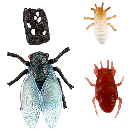 ERINGOGO Pädagogisches Insekten lernspielzeug Cicada Lebenszyklus Modellset aus Sicherem Kunststoff Realistische Farbdarstellung für Vorschule und Biologieunterricht von ERINGOGO