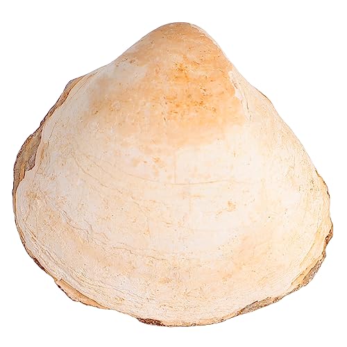 ERINGOGO Palaeo Muschel Dekoratives Pädagogisches Natur Exemplar für Wissenschaftsunterricht Paläontologie Lernmaterial Anschauliche Meeres Dekoration ERINGOGO Palaeo Muschel Dekoratives Pädagogisches Natur Exemplar für Wissenschaftsunterricht Paläontologie Lernmaterial Anschauliche Meeres Dekoration von ERINGOGO