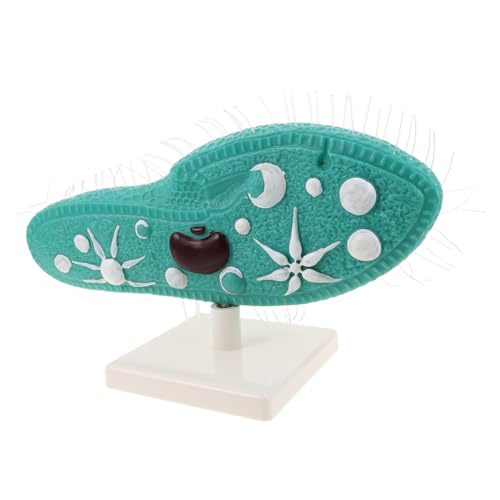 ERINGOGO Paramecium Strukturmodell mit Stabilem Verstellbarem Ständer Naturgetreue Nachbildung für Biologieunterricht Mikroskopisches Einzeller Lehrmodell für Mittelstufe ERINGOGO Paramecium Strukturmodell mit Stabilem Verstellbarem Ständer Naturgetreue Nachbildung für Biologieunterricht Mikroskopisches Einzeller Lehrmodell für Mittelstufe von ERINGOGO