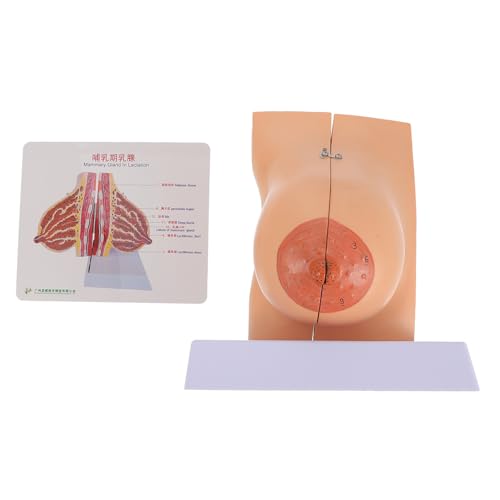 ERINGOGO Realistisches Medizinisches Brustmodell Weiblich Anatomisches Bruststrukturmodell für Unterricht Pflege Schulung und Ausstellung Langlebiges Sicheres Umweltfreundliches Material ERINGOGO Realistisches Medizinisches Brustmodell Weiblich Anatomisches Bruststrukturmodell für Unterricht Pflege Schulung und Ausstellung Langlebiges Sicheres Umweltfreundliches Material von ERINGOGO