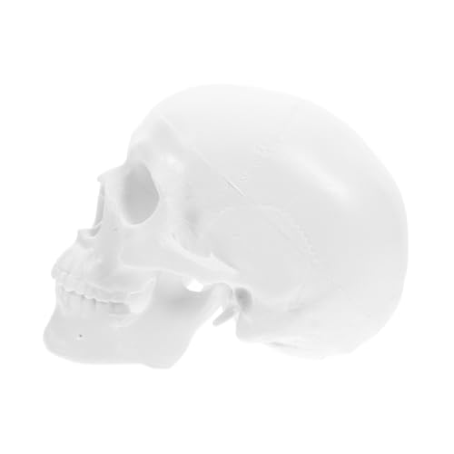 ERINGOGO Realistisches Mini Schädel Modell Abnehmbar mit Beweglichem Unterkiefer Anatomisches Kunststoff Kopfmodell für Studium Künstler Halloween Dekoration Menschliche Anatomie Lernhilfe ERINGOGO Realistisches Mini Schädel Modell Abnehmbar mit Beweglichem Unterkiefer Anatomisches Kunststoff Kopfmodell für Studium Künstler Halloween Dekoration Menschliche Anatomie Lernhilfe von ERINGOGO