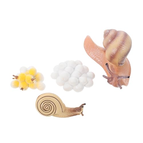 ERINGOGO Realistisches Schneckenwachstumsmodell Lebenszyklus Figurine Lernspielzeug Frühpädagogik Dekoration für Kinderzimmer und Klassenzimmer von ERINGOGO