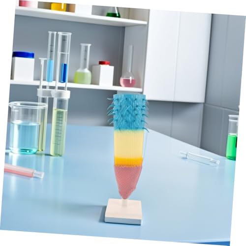 ERINGOGO Root Profile Modell Corn Pflanze Wurzelquerschnitt Lehrmodell für Biologieunterricht Detaillierte Wurzelzonen Tragbar für Schulunterricht und Naturwissenschaftliche Experimente von ERINGOGO
