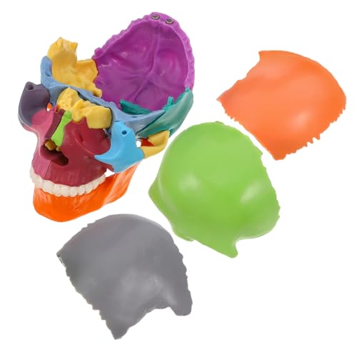 ERINGOGO Schädelmodell Schädelsmodell Anatomiemodell Studentenmodell medizinische Modelle Medizinstudium Modell Anatomisches Modell des menschlichen Kopfes -Requisite Plastik von ERINGOGO