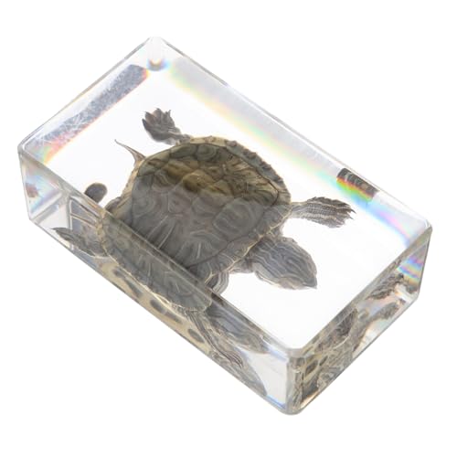 ERINGOGO Schildkrötenstatue Schildkrötengarten-Statue Mini-schildkröten-Figuren Statue Der Gartenschildkröte Keramikschildkröten Für Draußen Zahlen Zum Lebenszyklus Von Tieren Harz von ERINGOGO
