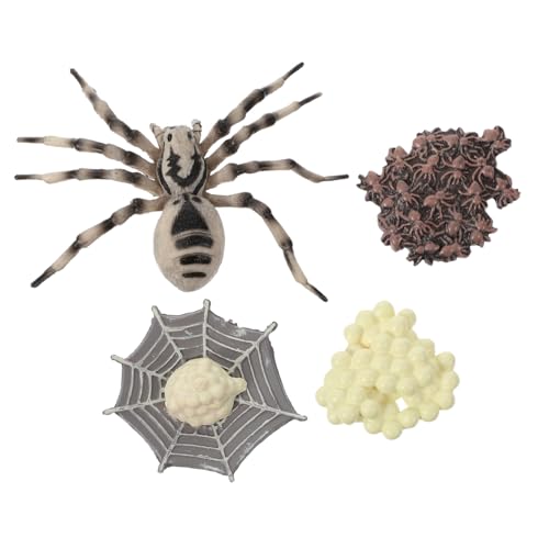 ERINGOGO Tarantula Lebenszyklus Modell Kunststoff Realistische Simulation Pädagogisches Insekten Lernspielzeug Miniatur Wachstumszyklus Anschauliches Tiermodell von ERINGOGO