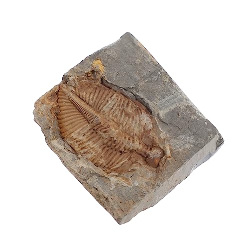 ERINGOGO Trilobiten Sammlung Echte Trilobiten Fossilien Für Pädagogisches Paläontologie Zur Erkundung Alter Lebensformen Für Fossilienliebhaber Sammler von ERINGOGO