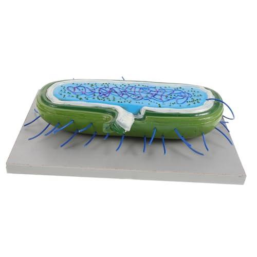 ERINGOGO Zellmodelle Für Die Schulbiologie Liefern Genaue Mikroskopische Anatomie ERINGOGO Zellmodelle Für Die Schulbiologie Liefern Genaue Mikroskopische Anatomie von ERINGOGO