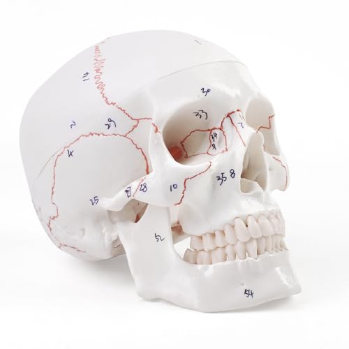 ERWEY Anatomischer Didaktik Schädel Skelett Modell für Anatomieunterricht Digital genähtes Schädelmodell mit Digitalem Logo ERWEY Anatomischer Didaktik Schädel Skelett Modell für Anatomieunterricht Digital genähtes Schädelmodell mit Digitalem Logo von ERWEY