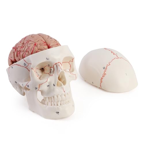 ERWEY anatomischer Schädel Gehirn Modell,Anatomisches menschliches Kopf-Modell mit Gehirn und Laser-Geätzter Schrift, Lebensgröße, Abnehmbares Menschliches Erwachsenen Schädel mit 8 Teile ERWEY anatomischer Schädel Gehirn Modell,Anatomisches menschliches Kopf-Modell mit Gehirn und Laser-Geätzter Schrift, Lebensgröße, Abnehmbares Menschliches Erwachsenen Schädel mit 8 Teile von ERWEY