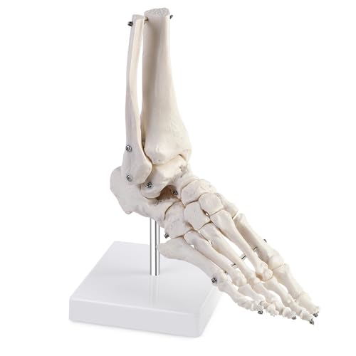 ERWEY Menschliches Fußgelenkmodell in Lebensgröße mit Stativ, Knöchelmodell, Menschliches Fuß - und Sprunggelenk Modell, Skelettmodell des rechten Fußes, Medizinische Anatomie Fuss Skelettmodell ERWEY Menschliches Fußgelenkmodell in Lebensgröße mit Stativ, Knöchelmodell, Menschliches Fuß - und Sprunggelenk Modell, Skelettmodell des rechten Fußes, Medizinische Anatomie Fuss Skelettmodell von ERWEY