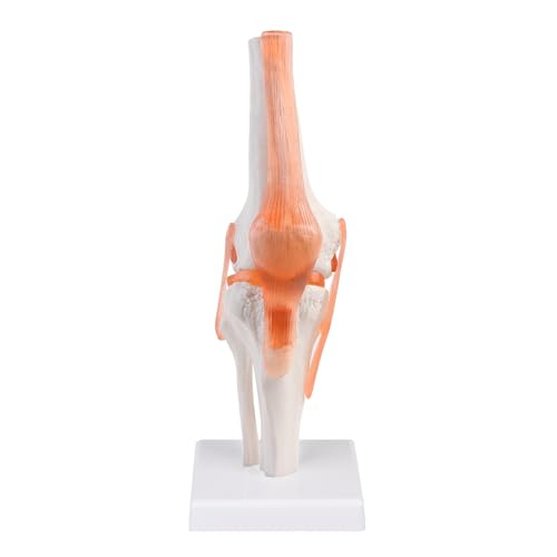 ERWEY Menschliches Kniegelenk Modell 1 : 1 Orthopädische Knie Skelett Modell, Mit Ligament, Modell Skelett Anatomie für Medizinisches Lernen und Unterricht ERWEY Menschliches Kniegelenk Modell 1 : 1 Orthopädische Knie Skelett Modell, Mit Ligament, Modell Skelett Anatomie für Medizinisches Lernen und Unterricht von ERWEY