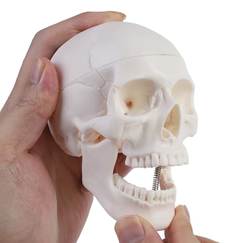 ERWEY Mini Skädel Modell Skelett Modell für Anatomieunterricht,Skelettmodell eines menschlichen Schädels mit beißbarem Kiefer, weiß ERWEY Mini Skädel Modell Skelett Modell für Anatomieunterricht,Skelettmodell eines menschlichen Schädels mit beißbarem Kiefer, weiß von ERWEY
