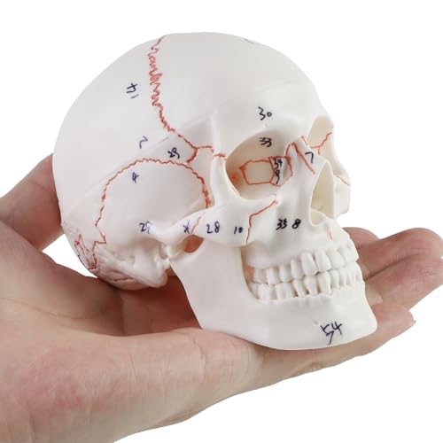 ERWEY Mini Skädel Modell Skelett Modell für Anatomieunterricht,Skelettmodell eines menschlichen Schädels mit beißbarem Kiefer,mit digitalen Markierungen ERWEY Mini Skädel Modell Skelett Modell für Anatomieunterricht,Skelettmodell eines menschlichen Schädels mit beißbarem Kiefer,mit digitalen Markierungen von ERWEY