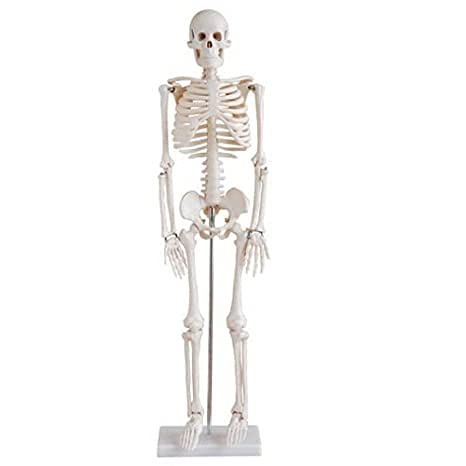 ERWEY Schädel Skelett Modell für Anatomieunterricht Skelett Modell 45cm ERWEY Schädel Skelett Modell für Anatomieunterricht Skelett Modell 45cm von ERWEY