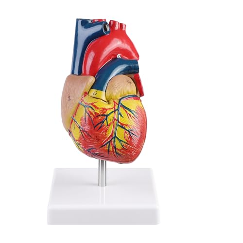 ERWEY Menschliches Herz Modell für Anatomie,1:1-Nachbildung eines lebensgroßen Herzmodells, mit 34 anatomischen Markierungen und PVC-Boden ERWEY Menschliches Herz Modell für Anatomie,1:1-Nachbildung eines lebensgroßen Herzmodells, mit 34 anatomischen Markierungen und PVC-Boden von ERWEY