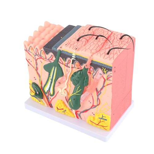 ERYUE 50x Vergrößerte Dreidimensionale Menschliche Hautmodellmodell Anatomie Biologie Lehrhilfe, PVC-Hautvergrößerung des Lern- und Schulverbrauchs von ERYUE