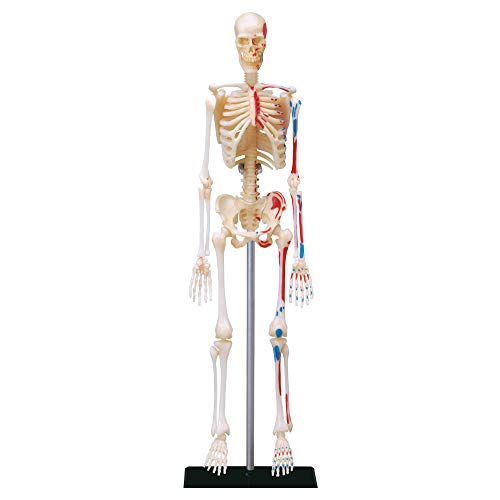 EXPLORA - Skelett - Anatomie des menschlichen Körpers - 546059 - Realistisches Modell mit 46 Teilen - Montageanleitung und Bildungsquiz - Entdeckungskit - Kinderspiel - Wissenschaftlich - Ab 8 Jahren von EXPLORA