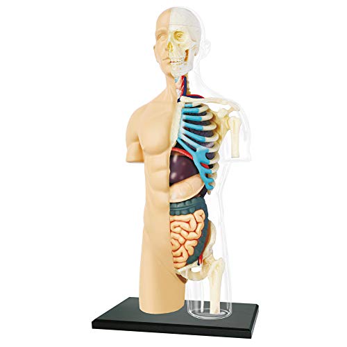 EXPLORA - Halbtorso - Anatomie des menschlichen Körpers - 546083 - Realistisches Modell mit 37 Teilen - Montageanleitung und Bildungsquiz - Kinderspiel - Wissenschaftlich - Ab 8 Jahren von EXPLORA