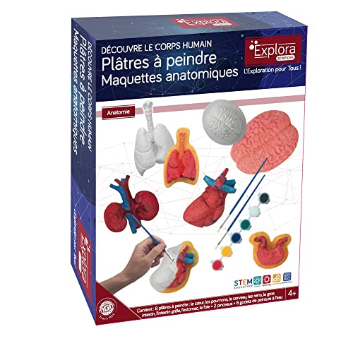 EXPLORA - Gipsorgane zum Bemalen - Anatomie des menschlichen Körpers - 546060-8 Stück - Anatomische Modelle - Malerei - Spiel für Kinder - DIY - Kreatives Hobby - Wissenschaftlich - Ab 4 Jahren von EXPLORA SCIENCES