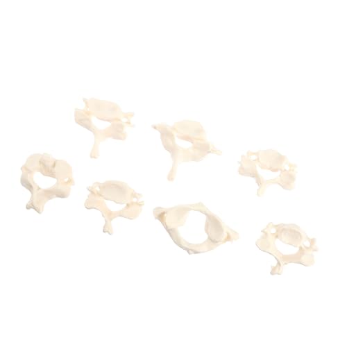 EXQUIMEUBLE Cervical Spine Model Realistisches Anatomisches Modell der Halswirbelsäule Medizinisches Lehrmodell für Studenten Detaillierte Wirbelstruktur Unterrichtshilfsmittel von EXQUIMEUBLE