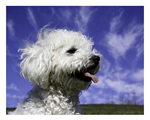 1000 Puzzles für Erwachsene, Pittsburgh, Bichon Frise-Hund, Freizeit-Unterhaltung, Kinderspielzeug, Heimdekoration, Kunstgeschenk, 26 x 38 cm von EZMLFA
