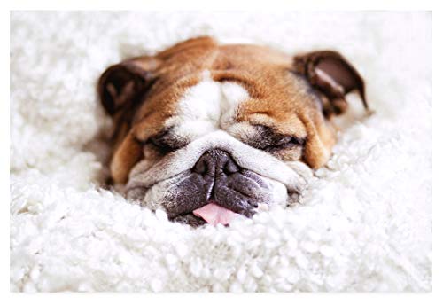 1000 Puzzles für Erwachsene, englische Bulldogge, schläft in flauschigem Plüsch, Freizeitunterhaltung, Kinderspielzeug, Heimdekoration, Kunst, 38 x 52 cm von EZMLFA